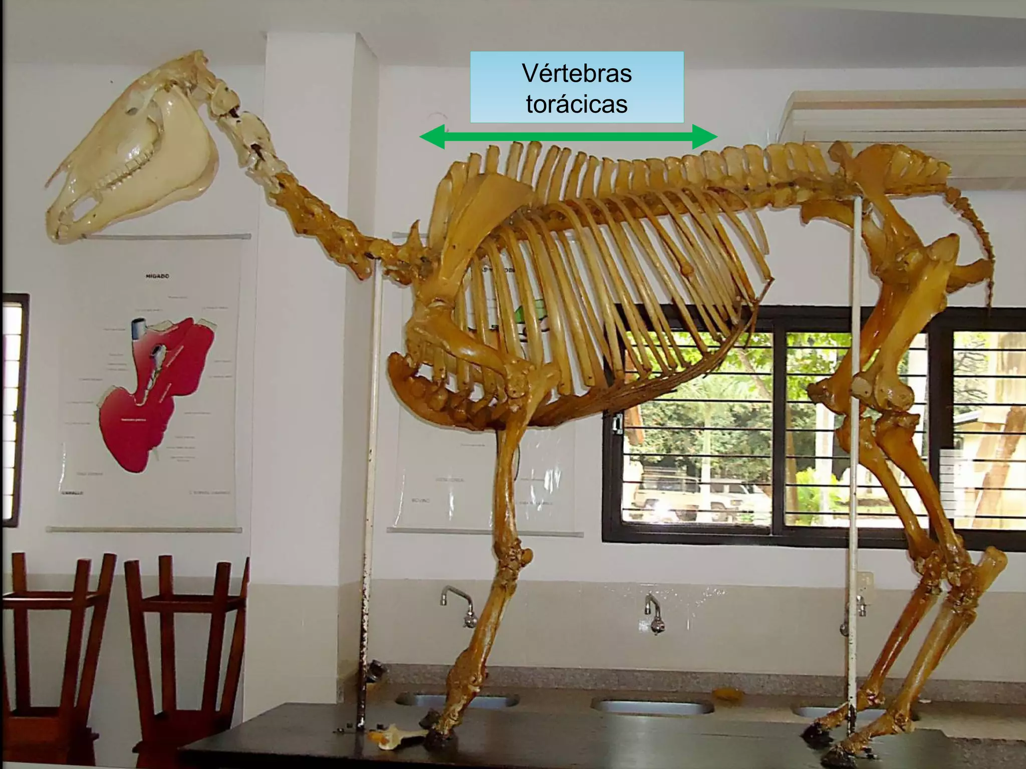 Vertebras torácicas del Equino
Vértebras
torácicas
 