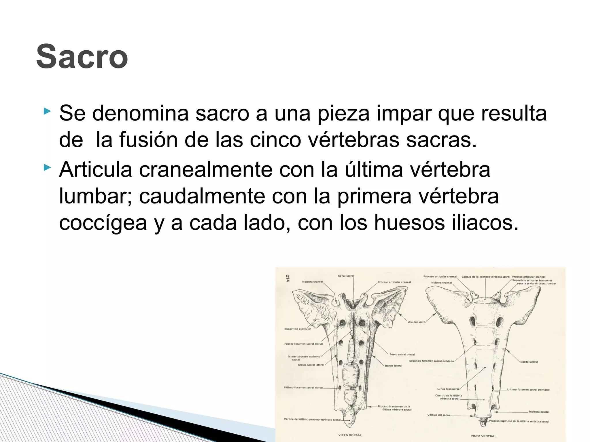  Se denomina sacro a una pieza impar que resulta
de la fusión de las cinco vértebras sacras.
 Articula cranealmente con la última vértebra
lumbar; caudalmente con la primera vértebra
coccígea y a cada lado, con los huesos iliacos.
Sacro
 
