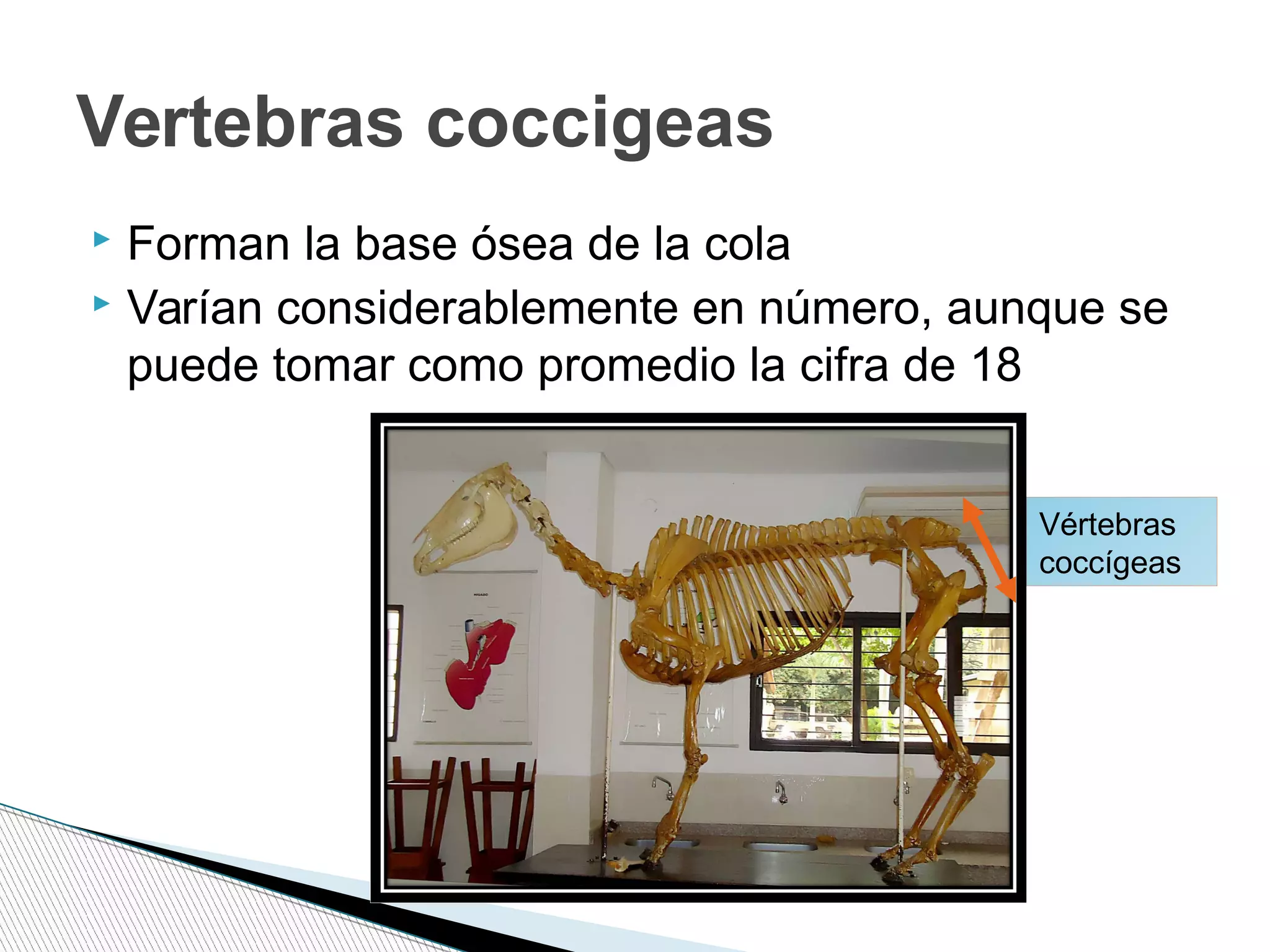  Forman la base ósea de la cola
 Varían considerablemente en número, aunque se
puede tomar como promedio la cifra de 18
Vertebras coccigeas
Vértebras
coccígeas
 