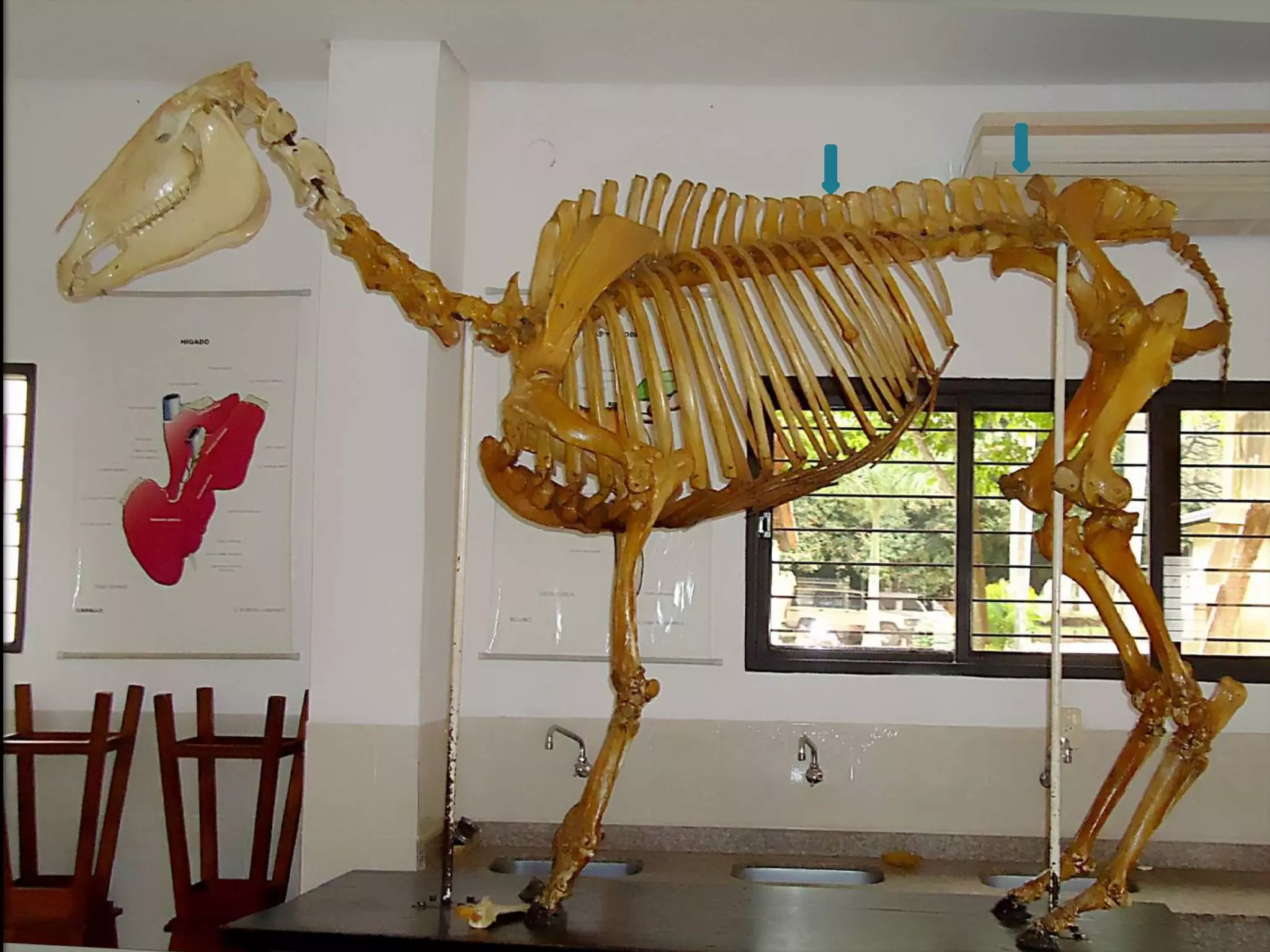  Presenta para su descripción:
a) Cuatro caras
b) Canal vertebral
c) Dirección
d) Curvaturas
e) Longitud
f) Desviaciones
Columna vertebral del caballo
considerado en conjunto
 