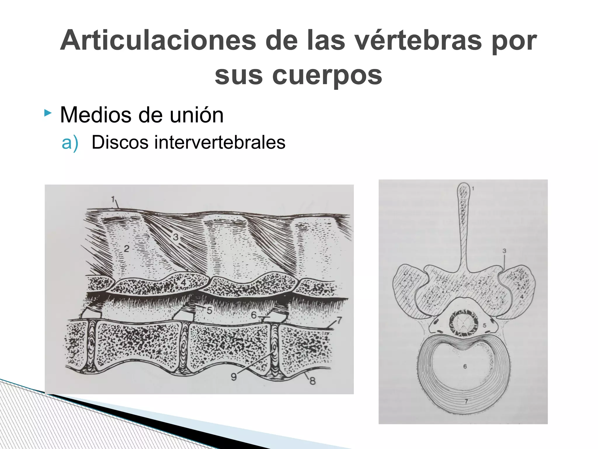  Medios de unión
a) Discos intervertebrales
Articulaciones de las vértebras por
sus cuerpos
 