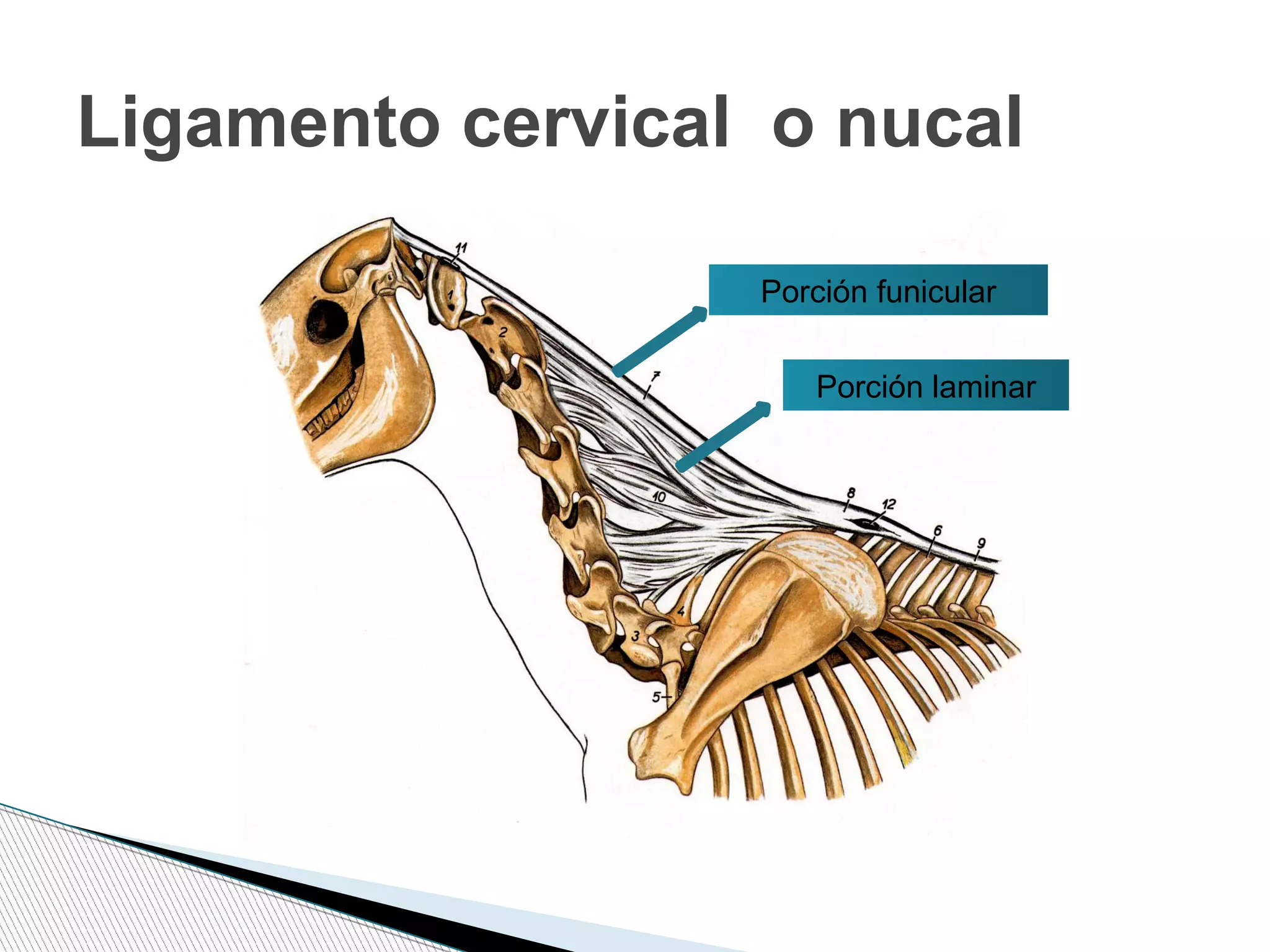 Ligamento cervical o nucal
Porción funicular
Porción laminar
 
