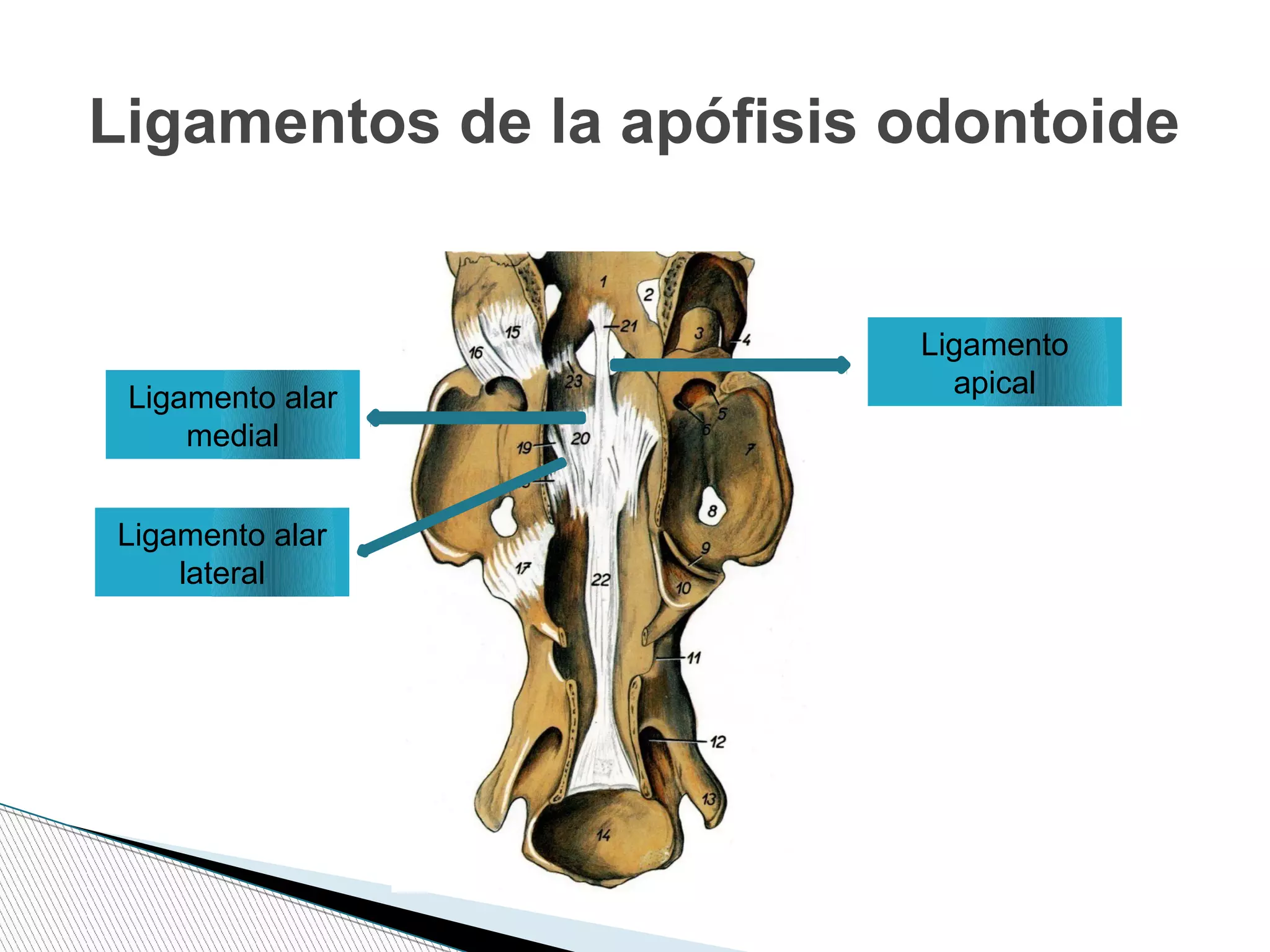 Ligamentos de la apófisis odontoide
Ligamento
apicalLigamento alar
medial
Ligamento alar
lateral
 