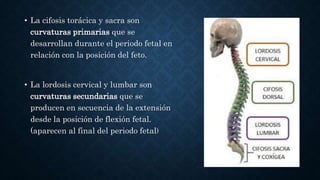 • La cifosis torácica y sacra son
curvaturas primarias que se
desarrollan durante el periodo fetal en
relación con la posición del feto.
• La lordosis cervical y lumbar son
curvaturas secundarias que se
producen en secuencia de la extensión
desde la posición de flexión fetal.
(aparecen al final del periodo fetal)
 