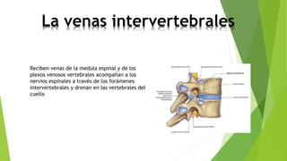 La venas intervertebrales
Reciben venas de la medula espinal y de los
plexos venosos vertebrales acompañan a los
nervios espinales a través de los forámenes
intervertebrales y drenan en las vertebrales del
cuello
 
