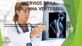 La columna vertebral recibe su inervación de los
ramos meníngeos de los nervios espinales
 
