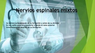 Nervios espinales mixtos
Se emiten junto después de su formación y antes de su división
En los ramos anterior y posterior o desde el ramo anterior
inmediatamente después de su formación.
 