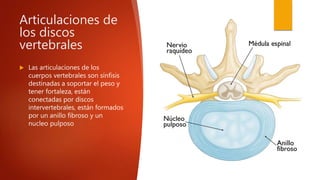 Articulaciones de
los discos
vertebrales
 Las articulaciones de los
cuerpos vertebrales son sínfisis
destinadas a soportar el peso y
tener fortaleza, están
conectadas por discos
intervertebrales, están formados
por un anillo fibroso y un
nucleo pulposo
 