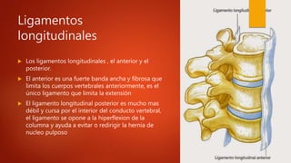 Ligamentos
longitudinales
 Los ligamentos longitudinales , el anterior y el
posterior.
 El anterior es una fuerte banda ancha y fibrosa que
limita los cuerpos vertebrales anteriormente, es el
único ligamento que limita la extensión
 El ligamento longitudinal posterior es mucho mas
débil y cursa por el interior del conducto vertebral,
el ligamento se opone a la hiperflexion de la
columna y ayuda a evitar o redirigir la hernia de
nucleo pulposo
 