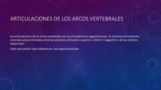 ARTICULACIONES DE LOS ARCOS VERTEBRALES
Las articulaciones de los arcos vertebrales son las articulaciones cigaposfisiarias. Se trata de articulaciones
sinoviales planas formadas entre los procesos articulares superior e inferior ( cigapófisis ) de las vertebra
adyacentes.
Cada articulación esta rodeada por una capsula articular.
 