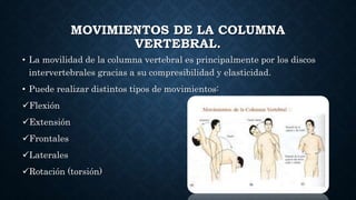 MOVIMIENTOS DE LA COLUMNA
VERTEBRAL.
• La movilidad de la columna vertebral es principalmente por los discos
intervertebrales gracias a su compresibilidad y elasticidad.
• Puede realizar distintos tipos de movimientos:
Flexión
Extensión
Frontales
Laterales
Rotación (torsión)
 