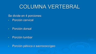 COLUMNA VERTEBRAL
Se divide en 4 porciones:
• Porción cervical
• Porción dorsal
• Porción lumbar
• Porción pélvica o sacrococcígeo
 