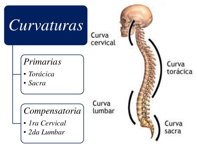 Anatomía Radiológica de la columna vertebral