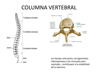 COLUMNA VERTEBRAL
Las facetas articulares, los ligamentos
interespinosos y los músculos para
espinales , contribuyen a la estabilidad
de la columna.
 