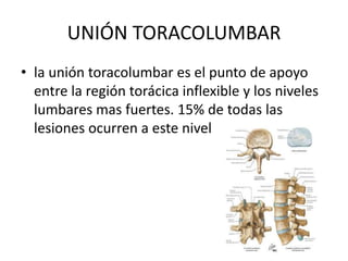 UNIÓN TORACOLUMBAR
• la unión toracolumbar es el punto de apoyo
entre la región torácica inflexible y los niveles
lumbares mas fuertes. 15% de todas las
lesiones ocurren a este nivel
 