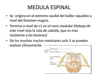 MEDULA ESPINAL
• Se origina en el extremo caudal del bulbo raquídeo a
nivel del foramen magno.
• Termina a nivel de L1 en el cono medular (Debajo de
este nivel esta la cola de caballo, que es mas
resistente a las lesiones)
• De los muchos tractos medulares solo 3 se pueden
evaluar clínicamente
 