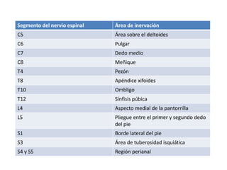 Segmento del nervio espinal Área de inervación
C5 Área sobre el deltoides
C6 Pulgar
C7 Dedo medio
C8 Meñique
T4 Pezón
T8 Apéndice xifoides
T10 Ombligo
T12 Sínfisis púbica
L4 Aspecto medial de la pantorrilla
L5 Pliegue entre el primer y segundo dedo
del pie
S1 Borde lateral del pie
S3 Área de tuberosidad isquiática
S4 y S5 Región perianal
 