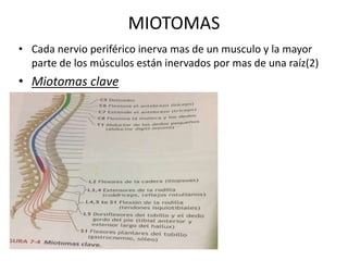 MIOTOMAS
• Cada nervio periférico inerva mas de un musculo y la mayor
parte de los músculos están inervados por mas de una raíz(2)
• Miotomas clave
 