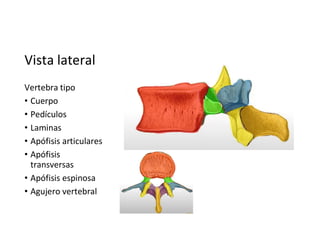 Vista lateral
Vertebra tipo
• Cuerpo
• Pedículos
• Laminas
• Apófisis articulares
• Apófisis
transversas
• Apófisis espinosa
• Agujero vertebral
 