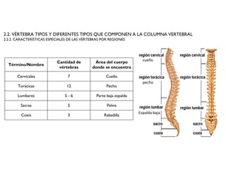 2.2. VÉRTEBRA TIPOS Y DIFERENTES TIPOS QUE COMPONEN A LA COLUMNA VERTEBRAL
2.2.2. CARACTERÍSTICAS ESPECIALES DE LAS VÉRTEBRAS POR REGIONES
Término/Nombre
Cantidad de
vértebras
Área del cuerpo
donde se encuentra
Cervicales 7 Cuello
Torácicas 12 Pecho
Lumbares 5 - 6 Parte baja espalda
Sacras 5 Pelvis
Coxis 3 Rabadilla
cuello
pecho
Espalda baja
 