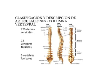 CLASIFICACION Y DESCRIPCION DE
ARTICULACIONES : COLUMNA
VERTEVRAL
7 Vertebras
cervicales
12
vertebras
torácicas
5 vertebras
lumbares
 