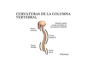 CURVATURAS DE LA COLUMNA
VERTEBRAL
 