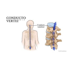 CONDUCTO
VERTEBRAL
 