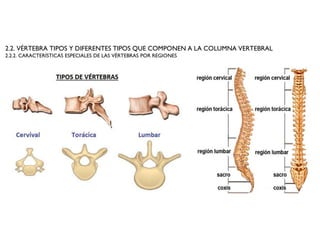 2.2. VÉRTEBRA TIPOS Y DIFERENTES TIPOS QUE COMPONEN A LA COLUMNA VERTEBRAL
2.2.2. CARACTERÍSTICAS ESPECIALES DE LAS VÉRTEBRAS POR REGIONES
 