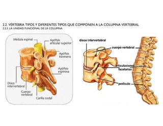 2.2. VÉRTEBRA TIPOS Y DIFERENTES TIPOS QUE COMPONEN A LA COLUMNA VERTEBRAL
2.2.3. LA UNIDAD FUNCIONAL DE LA COLUMNA
 
