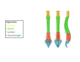 Segmentos
• cervical
• Dorsal
• Lumbar
• Sacrococcigeo
 