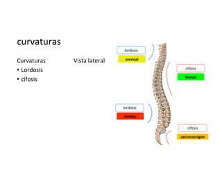 curvaturas
Curvaturas
• Lordosis
• cifosis
Vista lateral
lordosis
lordosis
cifosis
cifosis
cervical
sacrococcigeo
lumbar
Dorsal
 