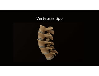 Vertebras tipo
 