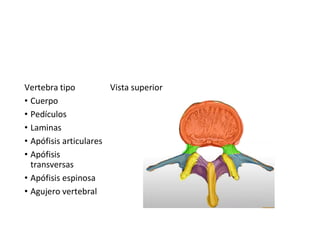 Vertebra tipo
• Cuerpo
• Pedículos
• Laminas
• Apófisis articulares
• Apófisis
transversas
• Apófisis espinosa
• Agujero vertebral
Vista superior
 