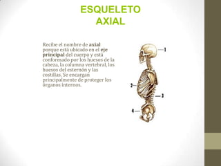 Recibe el nombre de axial
porque está ubicado en el eje
principal del cuerpo y está
conformado por los huesos de la
cabeza, la columna vertebral, los
huesos del esternón y las
costillas. Se encargan
principalmente de proteger los
órganos internos.
ESQUELETO
AXIAL
 