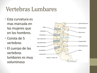 Vertebras Lumbares
• Esta curvatura es
mas marcada en
las mujeres que
en los hombres.
• Consta de 5
vertebras
• El cuerpo de las
vertebras
lumbares es muy
voluminoso
 