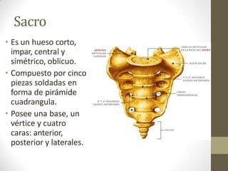 Sacro
• Es un hueso corto,
impar, central y
simétrico, oblicuo.
• Compuesto por cinco
piezas soldadas en
forma de pirámide
cuadrangula.
• Posee una base, un
vértice y cuatro
caras: anterior,
posterior y laterales.
 
