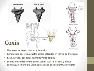 Coxis
• Hueso corto, impar, central y simétrico
• Compuesto por tres o cuatro piezas soldadas en forma de triangulo
• base, vértice, dos caras laterales y dos bordes
• Se encuentra debajo del sacro, con el cual se articula y al que
continúa, formando la última pieza ósea de la columna vertebral.
 