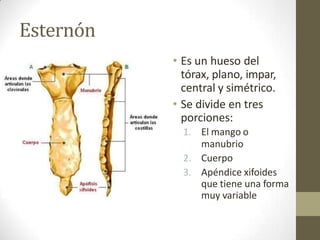 Esternón
• Es un hueso del
tórax, plano, impar,
central y simétrico.
• Se divide en tres
porciones:
1. El mango o
manubrio
2. Cuerpo
3. Apéndice xifoides
que tiene una forma
muy variable
 