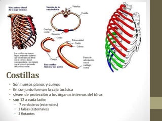 Costillas
• Son huesos planos y curvos
• En conjunto forman la caja torácica
• sirven de protección a los órganos internos del tórax
• son 12 a cada lado:
• 7 verdaderas (esternales)
• 3 falsas (asternales)
• 2 flotantes
 