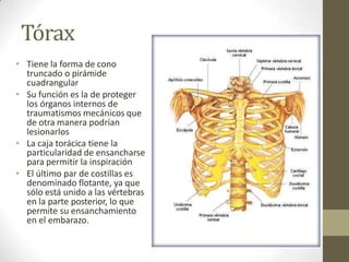 Tórax
• Tiene la forma de cono
truncado o pirámide
cuadrangular
• Su función es la de proteger
los órganos internos de
traumatismos mecánicos que
de otra manera podrían
lesionarlos
• La caja torácica tiene la
particularidad de ensancharse
para permitir la inspiración
• El último par de costillas es
denominado flotante, ya que
sólo está unido a las vértebras
en la parte posterior, lo que
permite su ensanchamiento
en el embarazo.
 