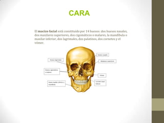 El macizo facial está constituido por 14 huesos: dos huesos nasales,
dos maxilares superiores, dos cigomáticos o malares, la mandíbula o
maxilar inferior, dos lagrimales, dos palatinos, dos cornetes y el
vómer.
CARA
 