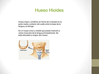 Hueso Hioides
Hueso impar y simétrico en forma de U situado en la
parte media y anterior del cuello entre la base de la
lengua y la laringe.
Es un hueso único y medial que presta inserción a
varios músculos de la lengua principalmente. No
está articulado a ningún otro hueso.
 