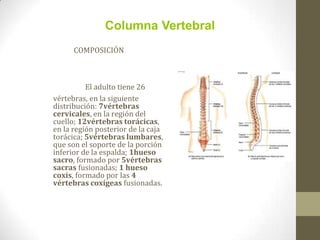 COMPOSICIÓN
El adulto tiene 26
vértebras, en la siguiente
distribución: 7vértebras
cervicales, en la región del
cuello; 12vértebras torácicas,
en la región posterior de la caja
torácica; 5vértebras lumbares,
que son el soporte de la porción
inferior de la espalda; 1hueso
sacro, formado por 5vértebras
sacras fusionadas; 1 hueso
coxis, formado por las 4
vértebras coxígeas fusionadas.
Columna Vertebral
 