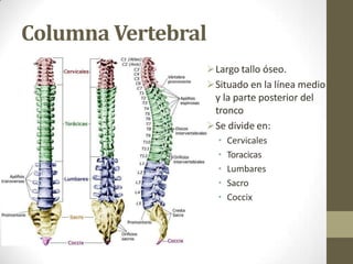 Columna Vertebral
Largo tallo óseo.
Situado en la línea medio
y la parte posterior del
tronco
Se divide en:
• Cervicales
• Toracicas
• Lumbares
• Sacro
• Coccix
 