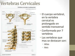 Vertebras Cervicales
• El cuerpo vertebral,
en la vertebra
cervical es
prolongado en
sentido transversal
• Conformada por 7
vertebras
• Las vertebras que
mas se destacan son:
• Atlas
• Axis
 