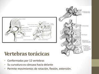 Vertebras torácicas
• Conformadas por 12 vertebras
• Su curvatura es cóncava hacia delante
• Permite movimientos de rotación, flexión, extensión.
 