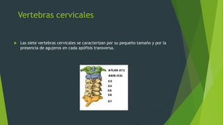 Vertebras cervicales
 Las siete vertebras cervicales se caracterizan por su pequeño tamaño y por la
presencia de agujeros en cada apófisis transversa.
 