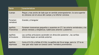 Parte Características
Cuerpo Peque y mas ancho de lado que en sentido anteroposterior; la cara superior
es cóncava con el uncus del cuerpo y la inferior convexa
Foramen
vertebral
Grande y triangular
Apófisis
Transversa
Foramen transversos pequeños o ausentes en C7; las arteria vertebrales y los
plexos venosos y simpáticos; tubérculos anterior y posterior.
Apófisis
Articulares
Las carillas articulares ascienden en dirección posterior , las carillas
inferiores bajan en sentido anterior.
Apófisis
espinosas
Corta (C3-C5) y bífida (C3-C6); la apófisis de C6 es larga, pero la C7 lo es
mas (por esta razón se conoce como “vertebra prominente)
 