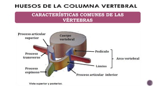 CARACTERÍSTICAS COMUNES DE LAS
VÉRTEBRAS
 