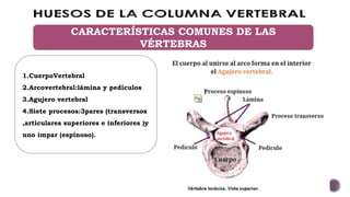 CARACTERÍSTICAS COMUNES DE LAS
VÉRTEBRAS
1.CuerpoVertebral
2.Arcovertebral:lámina y pedículos
3.Agujero vertebral
4.Siete procesos:3pares (transversos
,articulares superiores e inferiores )y
uno impar (espinoso).
 